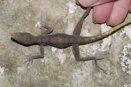 Image of West Cuban Anole