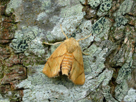 Image of Apoda limacodes