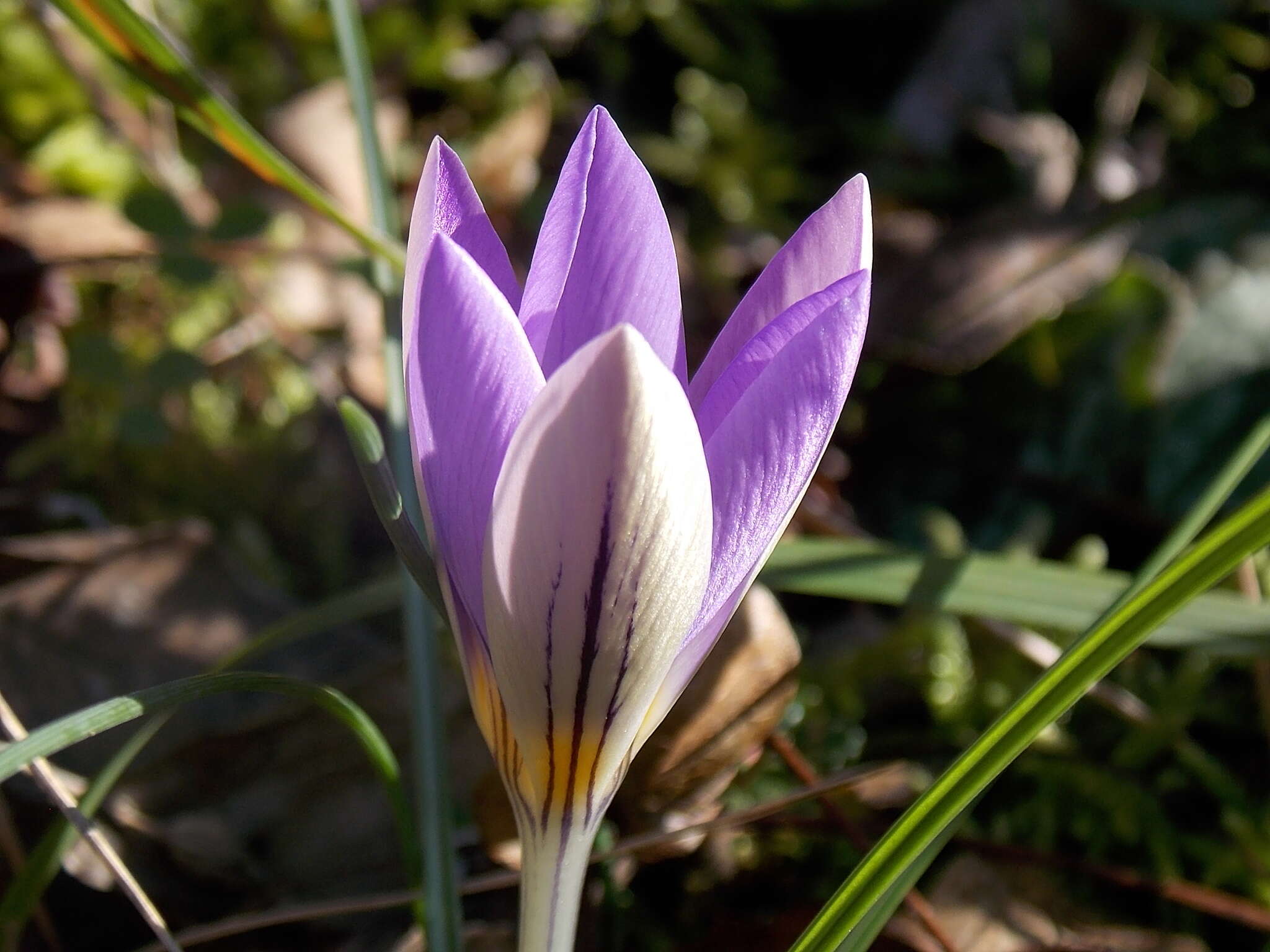 Image of early crocus