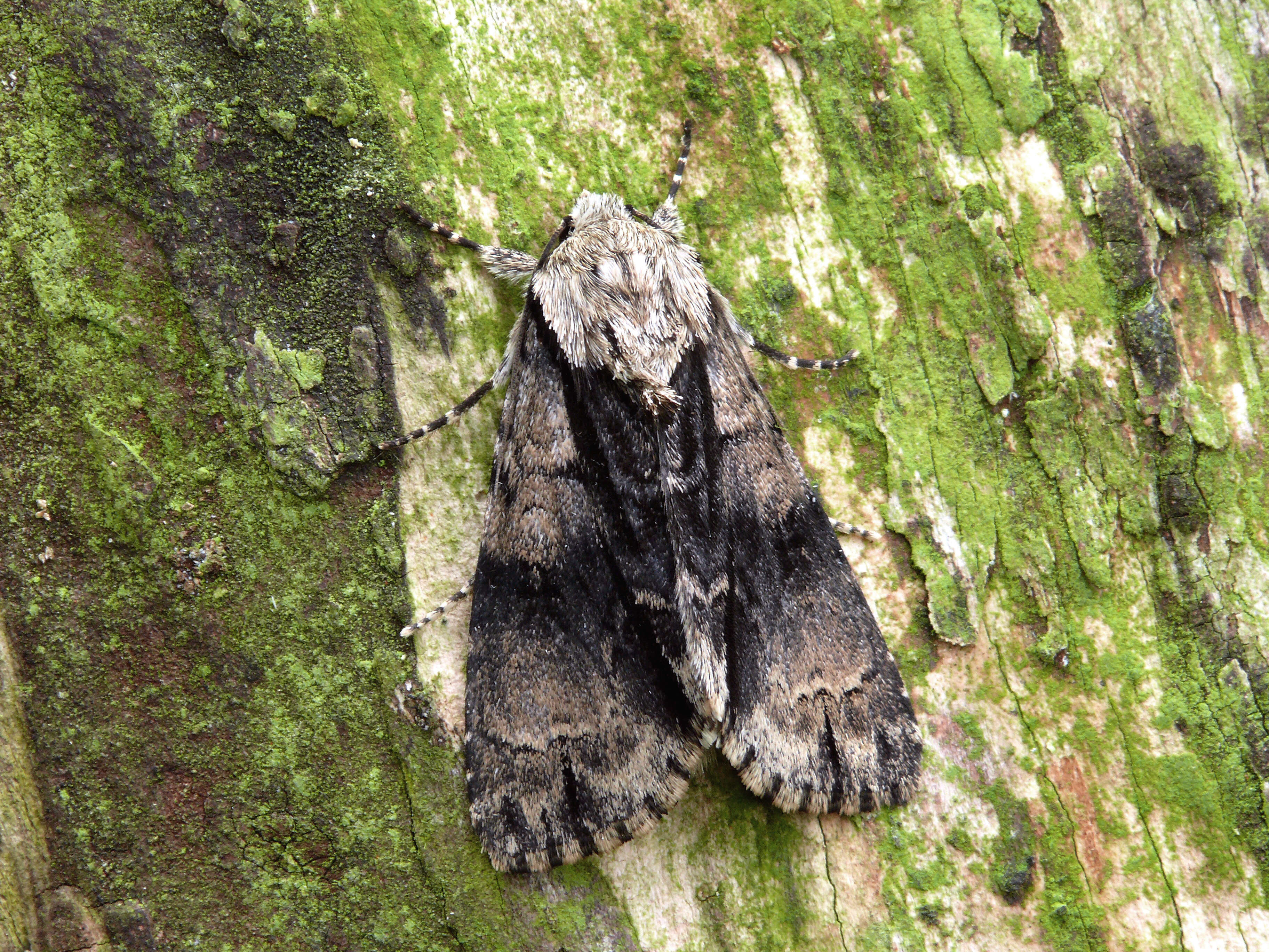 Acronicta alni Linnaeus 1767 resmi