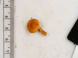 Image of Lactarius subserifluus Longyear 1902