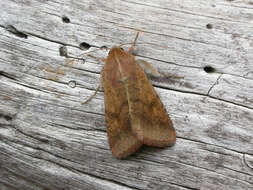 Image of cotton bollworm