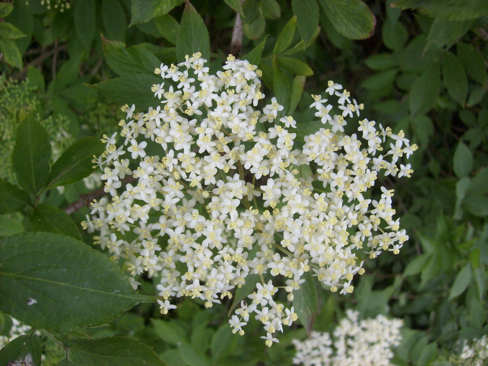 Image of Sambucus nigra L.