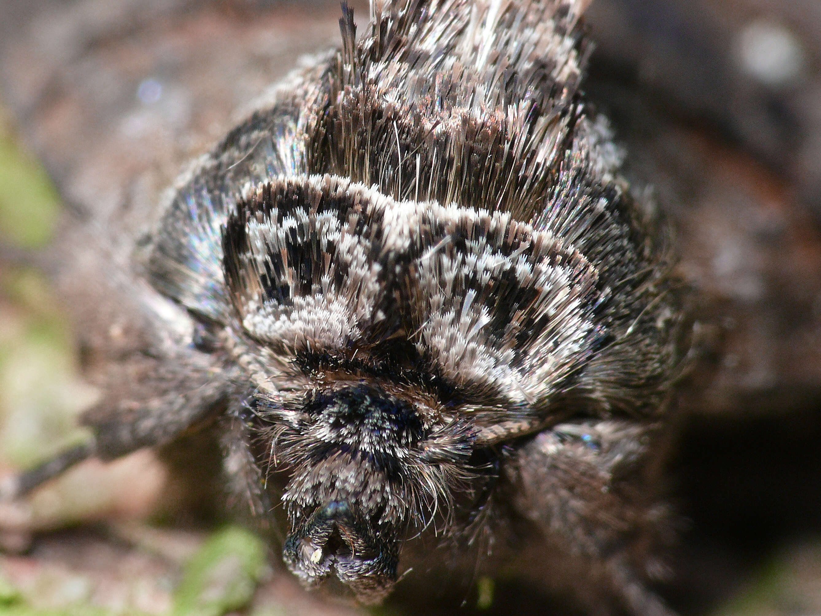 Image of Abrostola tripartita