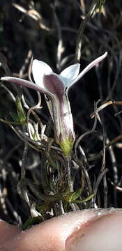 Image of Cyphia volubilis var. volubilis