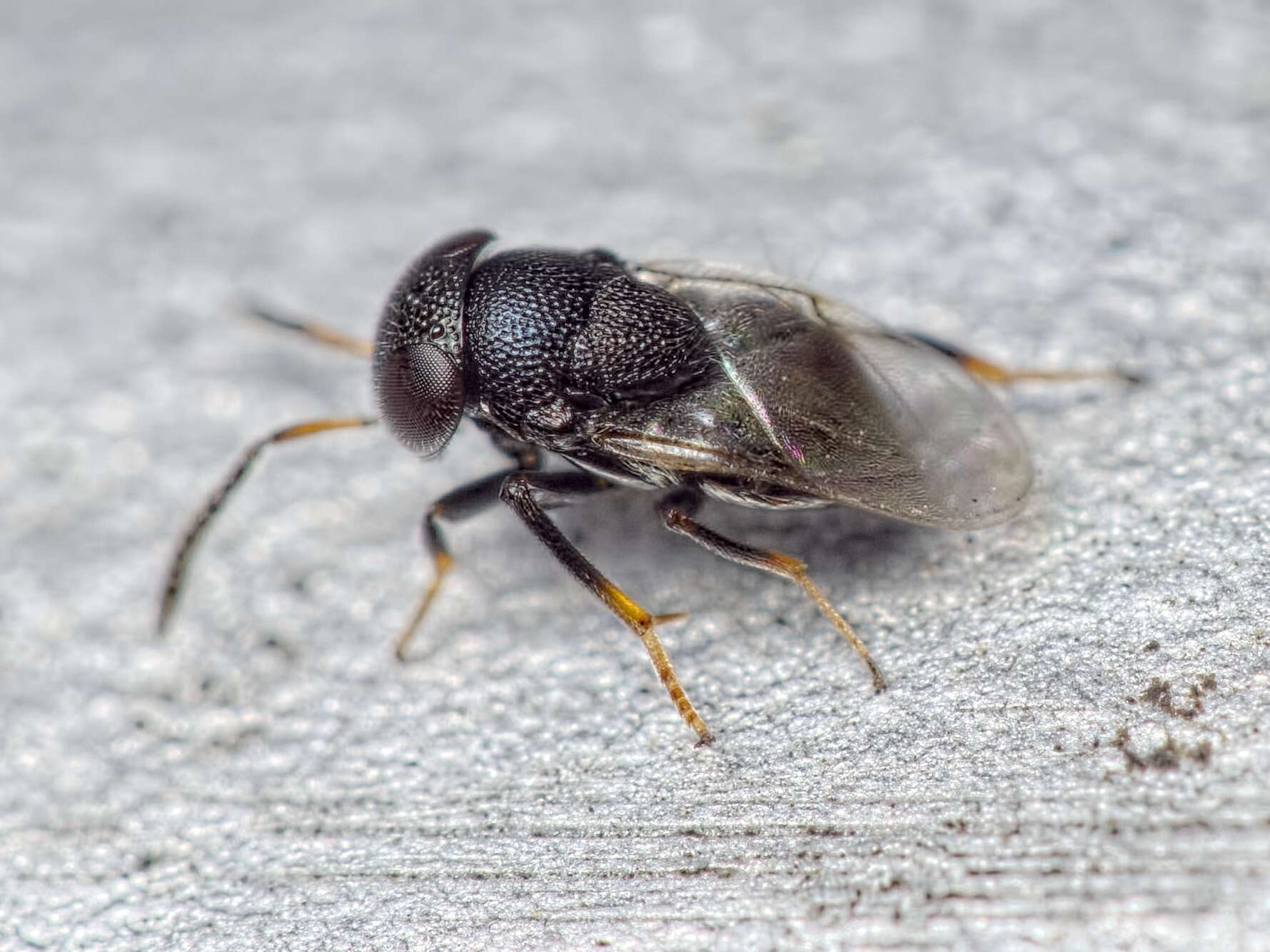 Image de Cowperia areolata (Walker 1872)