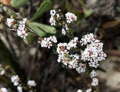 Слика од Leucopogon costatus (F. Muell.) J. Black