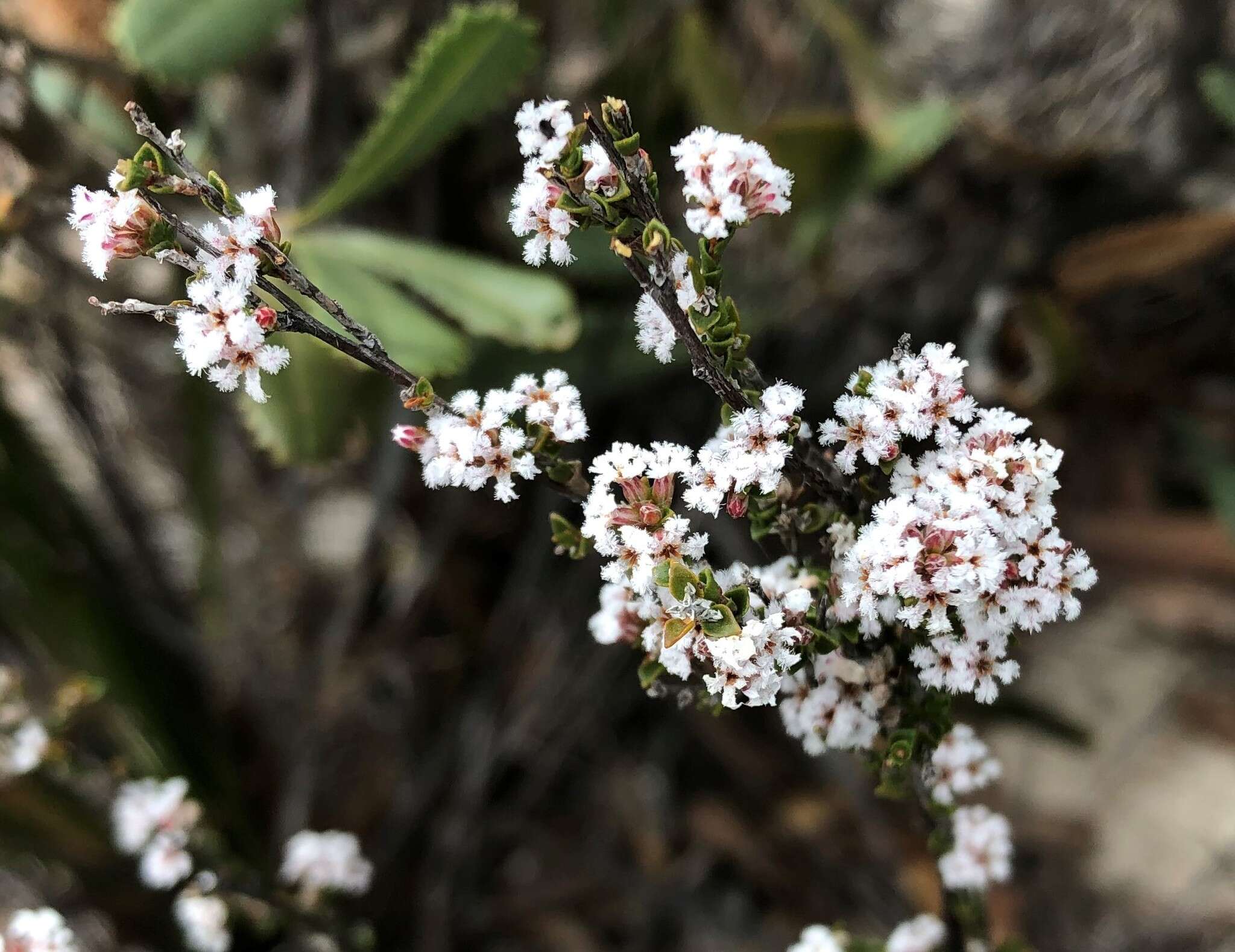 Слика од Leucopogon costatus (F. Muell.) J. Black