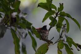 Image of Bates's Paradise Flycatcher