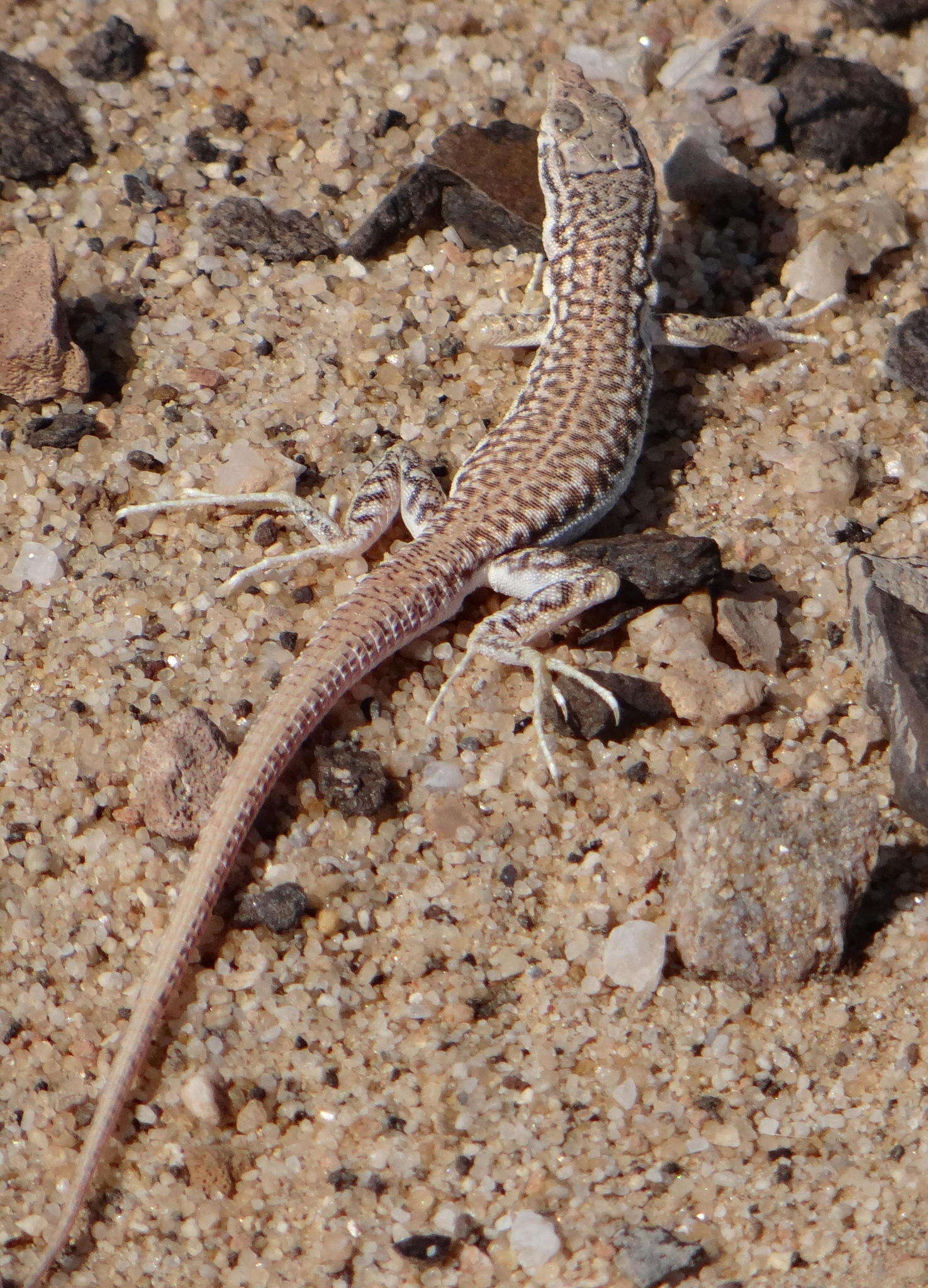 Plancia ëd Pedioplanis breviceps (Sternfeld 1911)