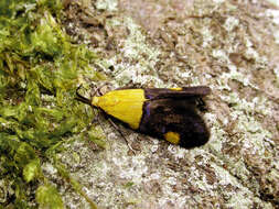 Image of Oecophora bractella Linnaeus 1758