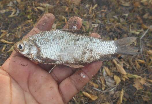 Cyphocharax magdalenae (Steindachner 1878)的圖片