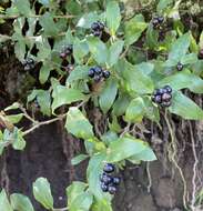 Image of Citharexylum ilicifolium Kunth