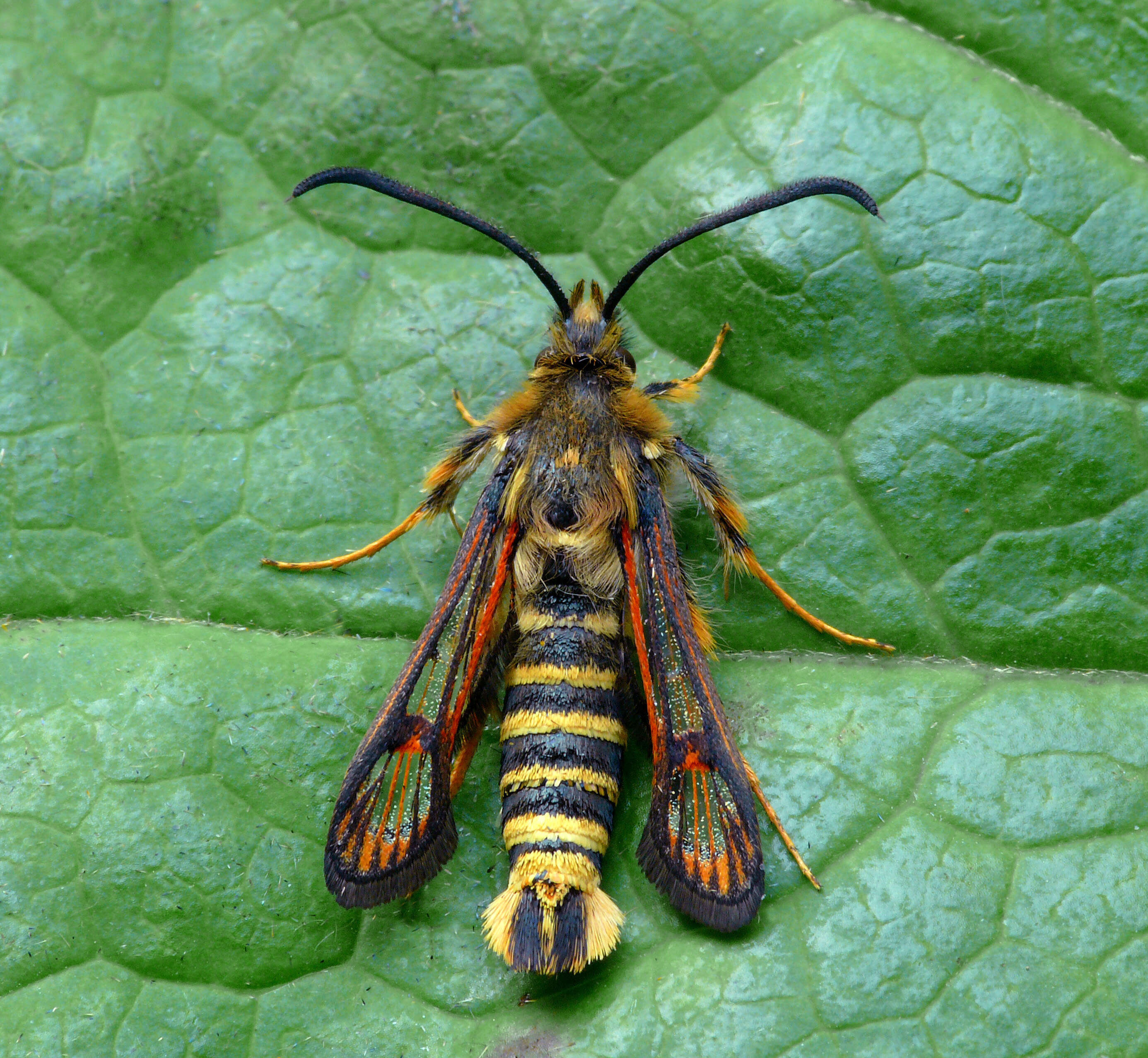 Image of Bembecia ichneumoniformis