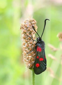 Image of Zygaena lonicerae Scheven 1777