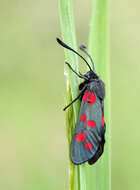 Image of six-spot burnet