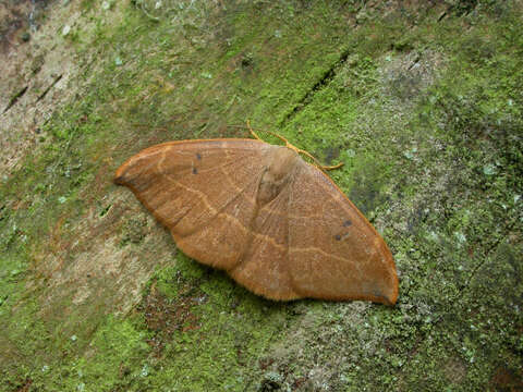 Image of oak hook-tip