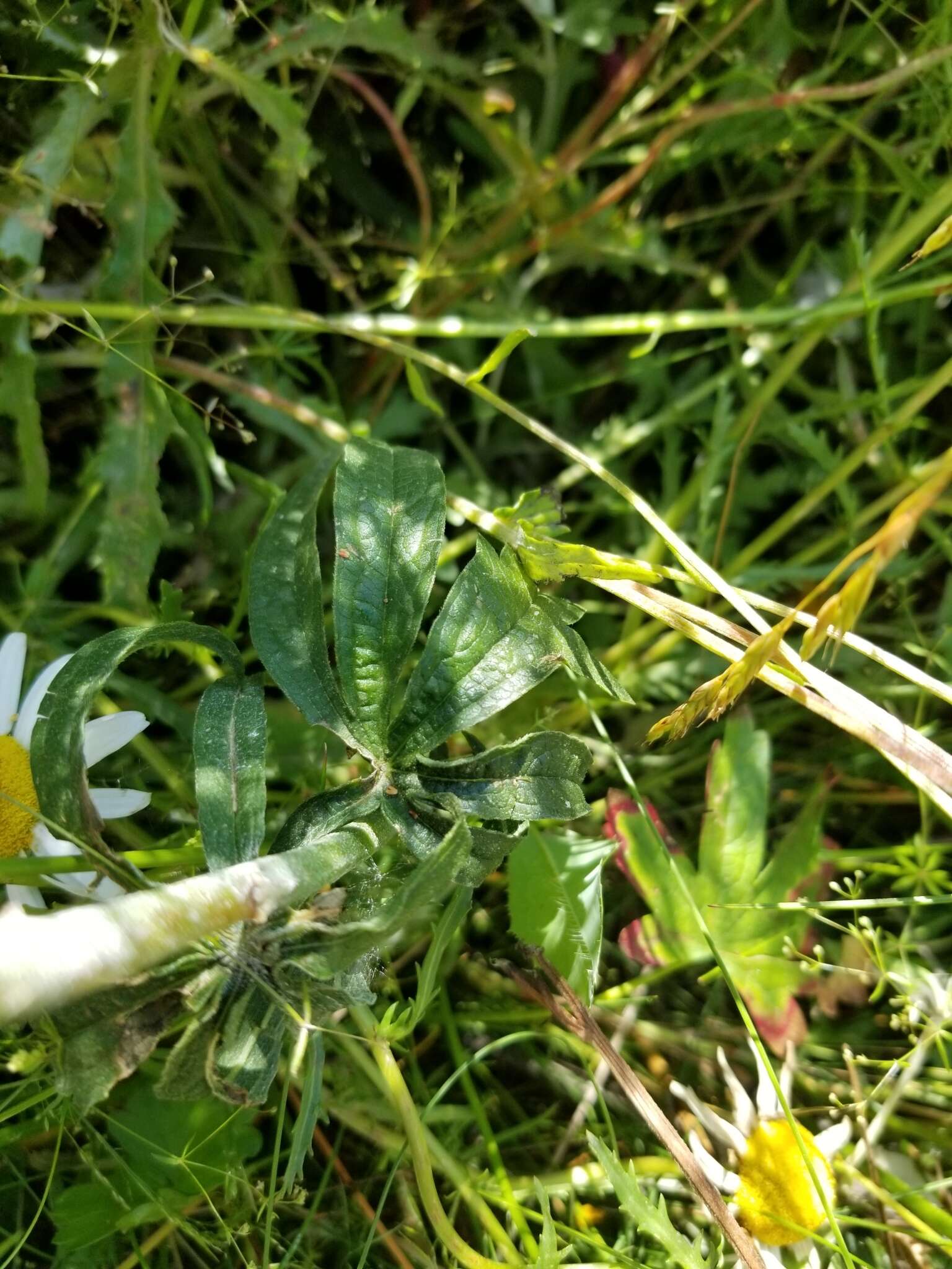 Image of meadow checkerbloom