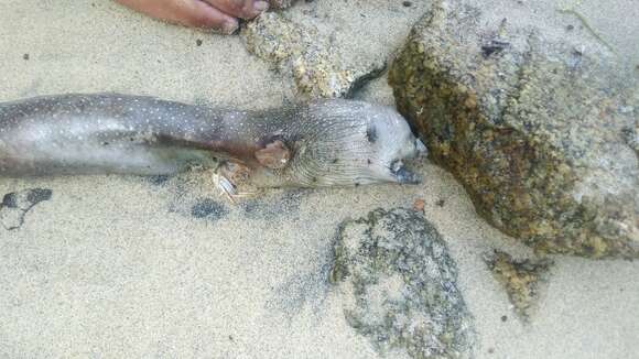 Image of Spottail moray