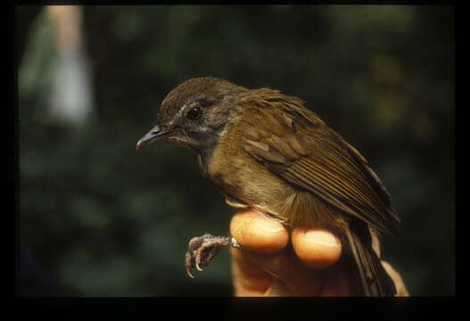 Image of Pale-breasted Illadopsis