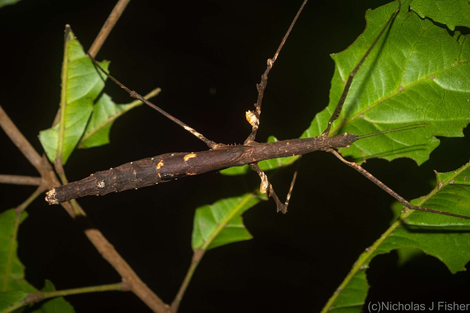 Image of Onchestus gorgus (Westwood 1859)