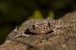 Image of Phyllurus nepthys Couper, Covacevich & Moritz 1993