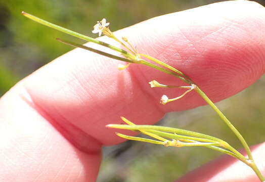 Image of Centella virgata (L. fil.) Drude