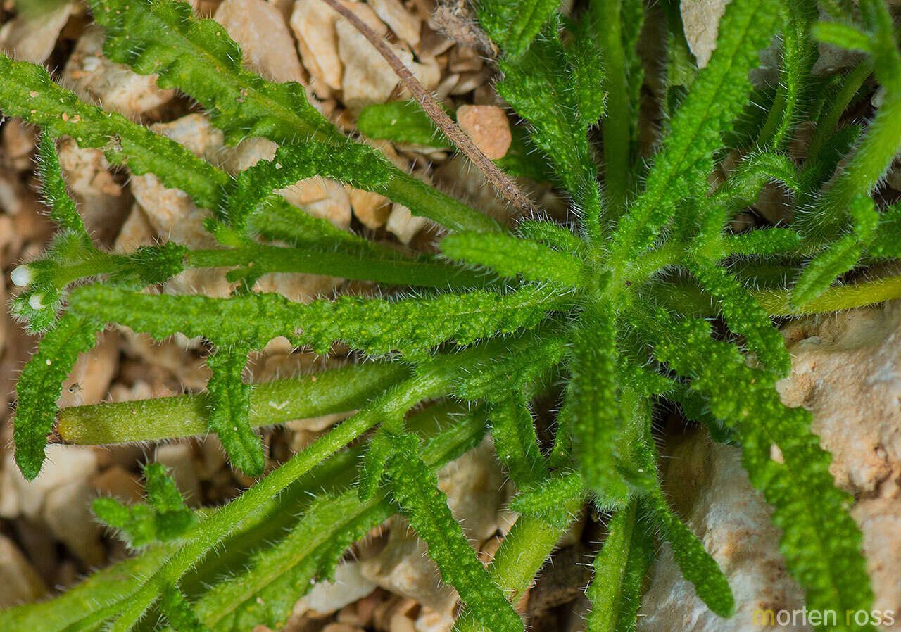 Image of Heliotropium dentatum Balf. fil.