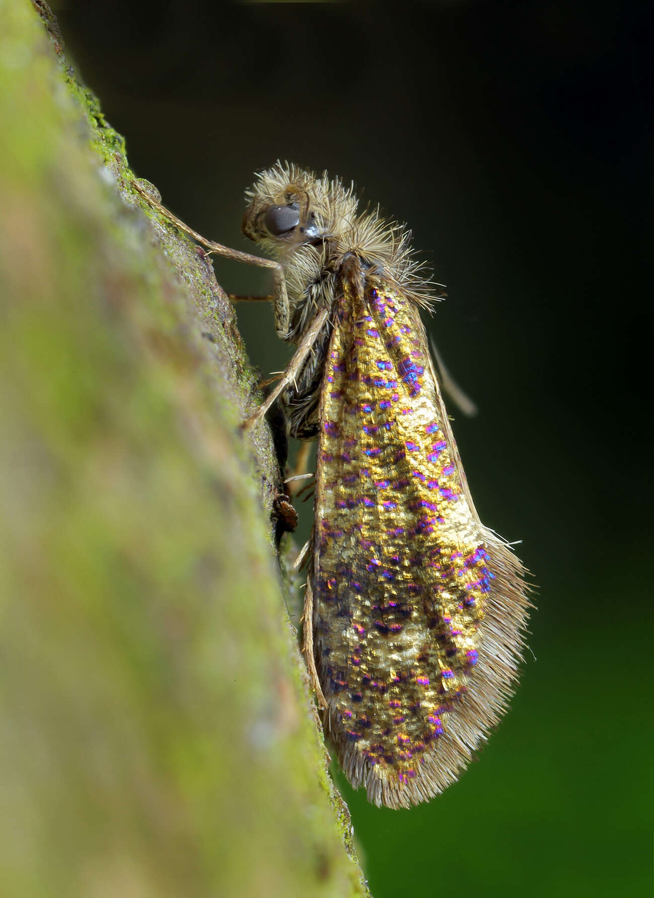 Image of Dyseriocrania subpurpurella Haworth 1828