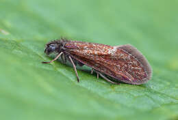 Image of Purplish Birch-miner Moth