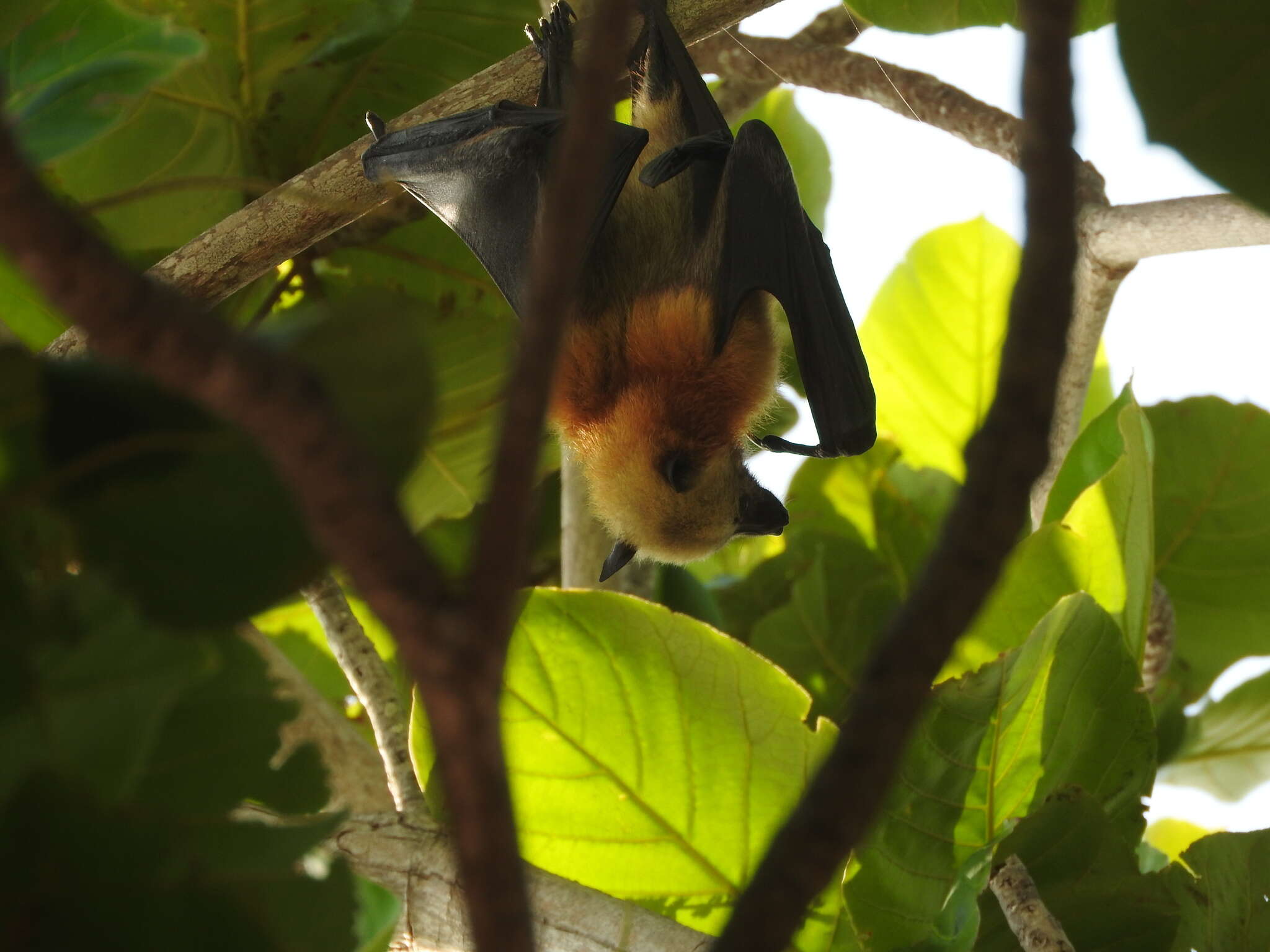 Image of Aldabra Flying Fox