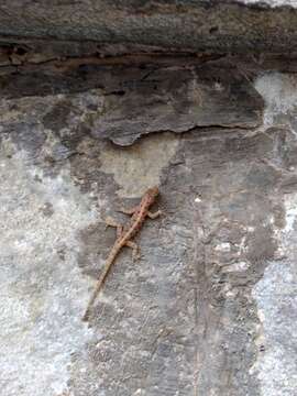 Image of Mysore Day Gecko