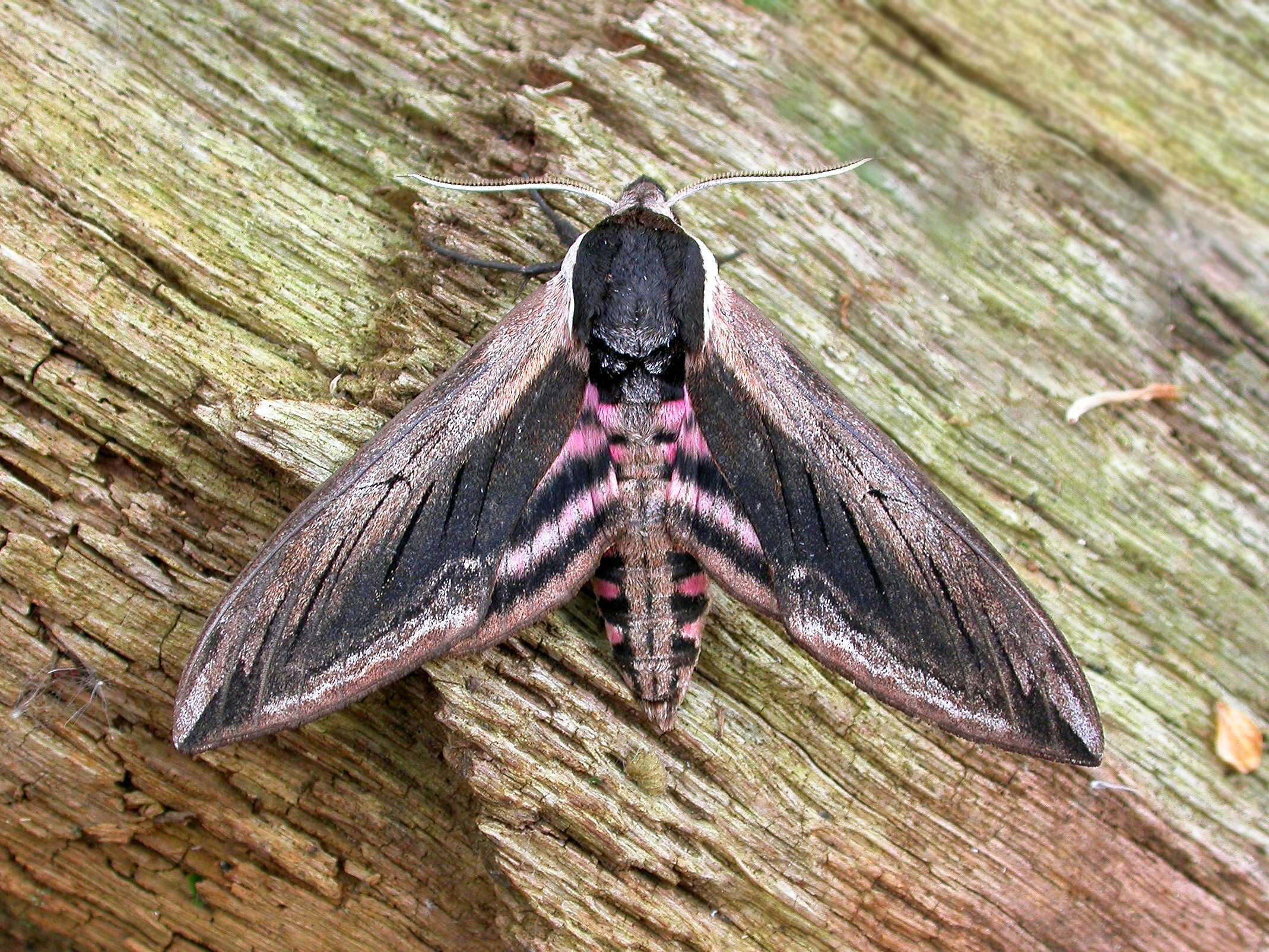 Image of privet hawk-moth