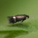 Image of pigmy sorrel moth