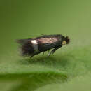 Enteucha acetosae (Stainton 1854) van Nieukerken 1986的圖片