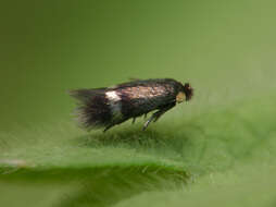 Image of pigmy sorrel moth