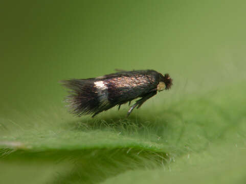 Enteucha acetosae (Stainton 1854) van Nieukerken 1986的圖片