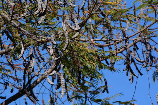 Plancia ëd Anadenanthera colubrina var. cebil (Griseb.) Altschul