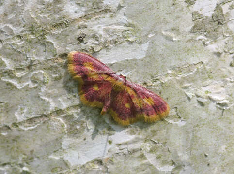 Image of purple-bordered gold