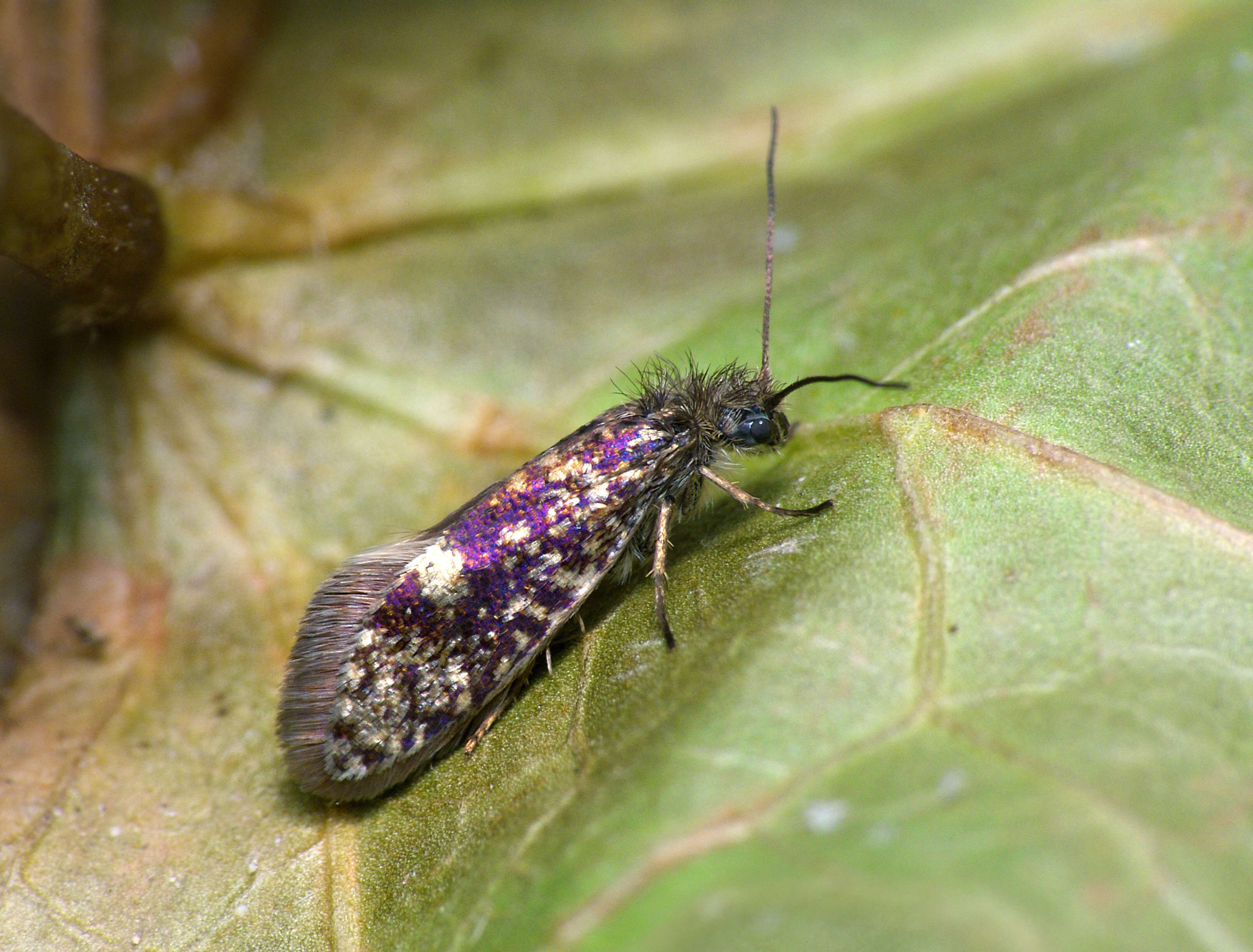 Image of Purplish Birch-miner Moth