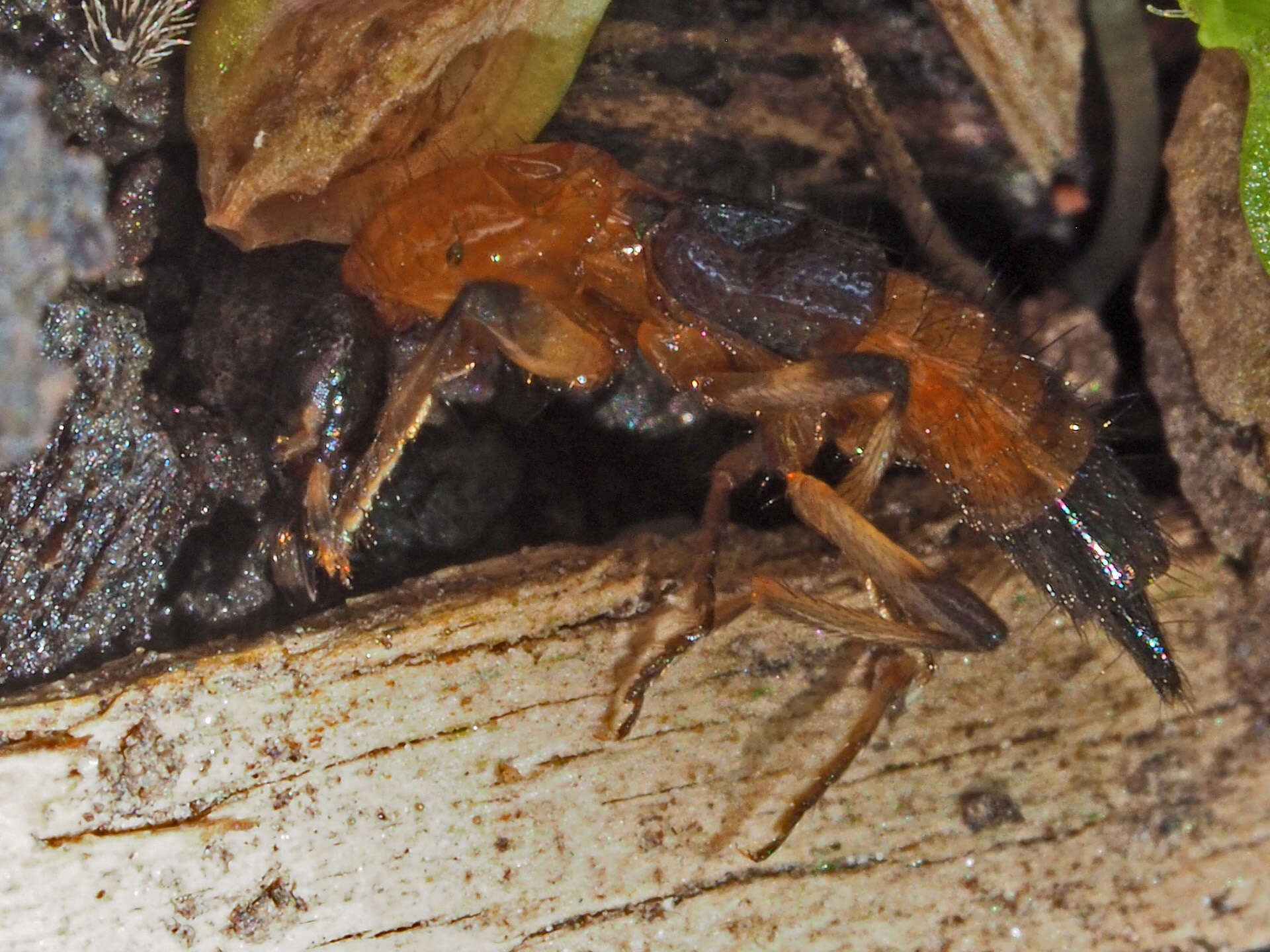 Image of Paederus (Harpopaederus) schoenherri Czwalina 1889