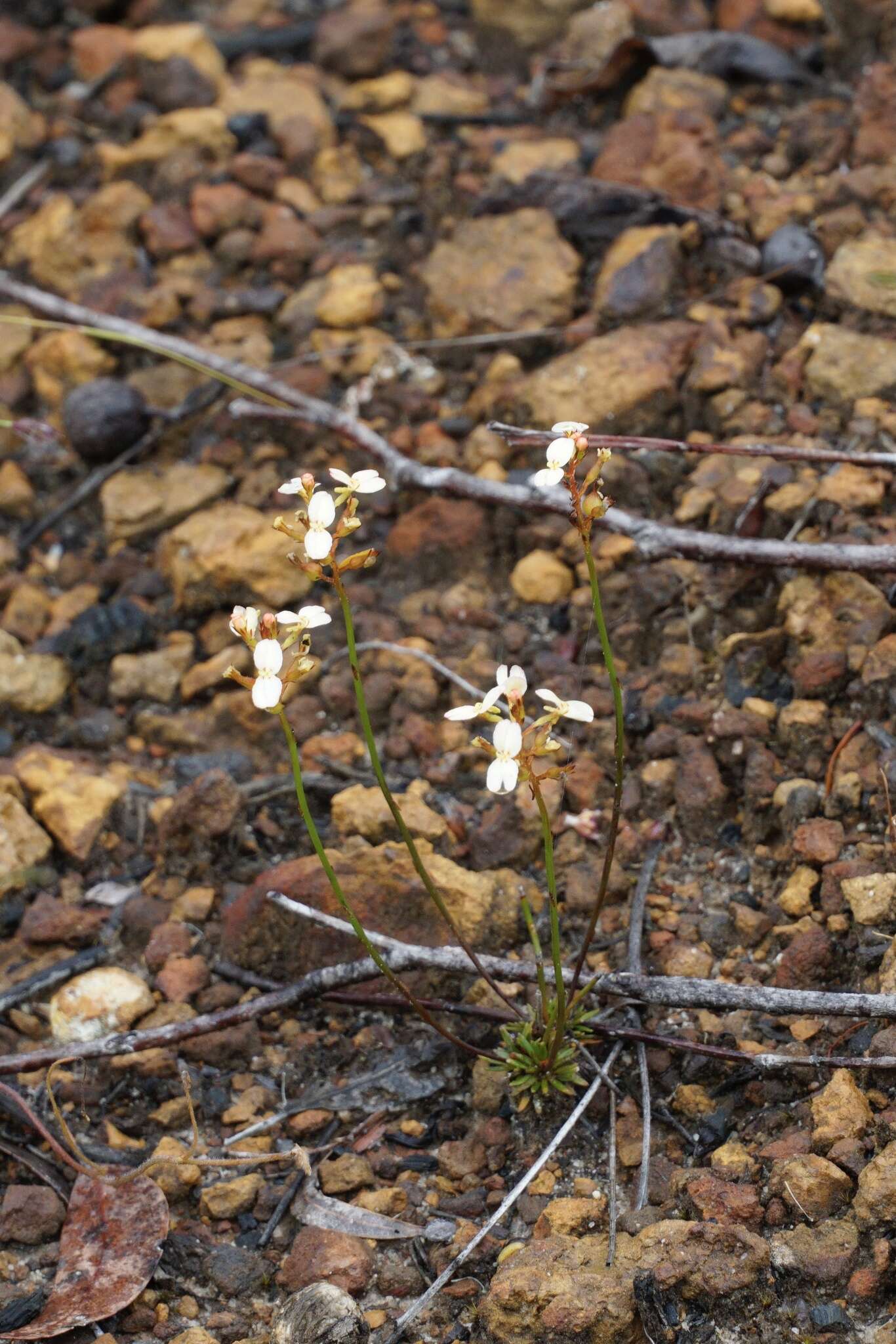 Image of Stylidium junceum R. Br.