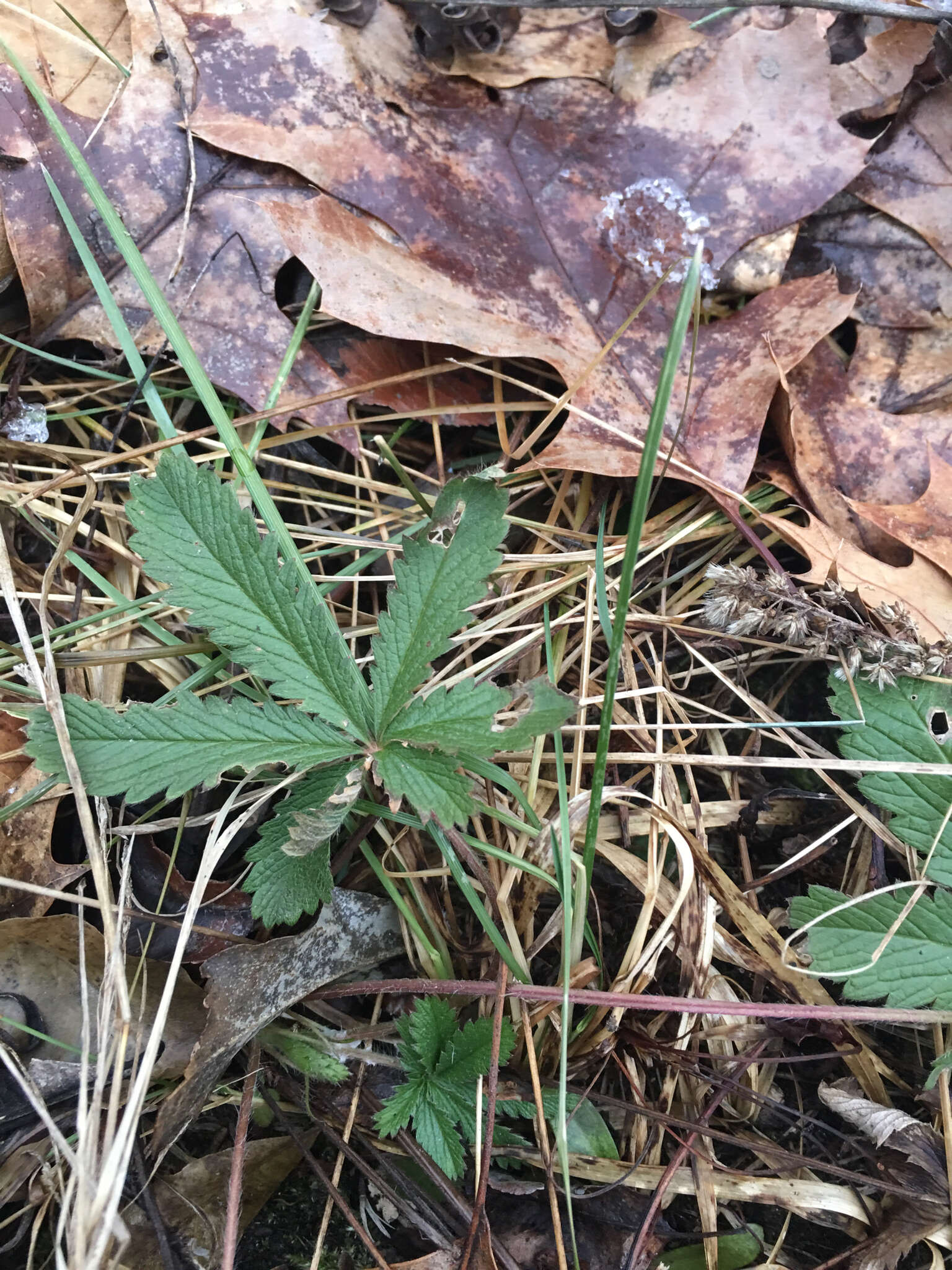 Image of common cinquefoil