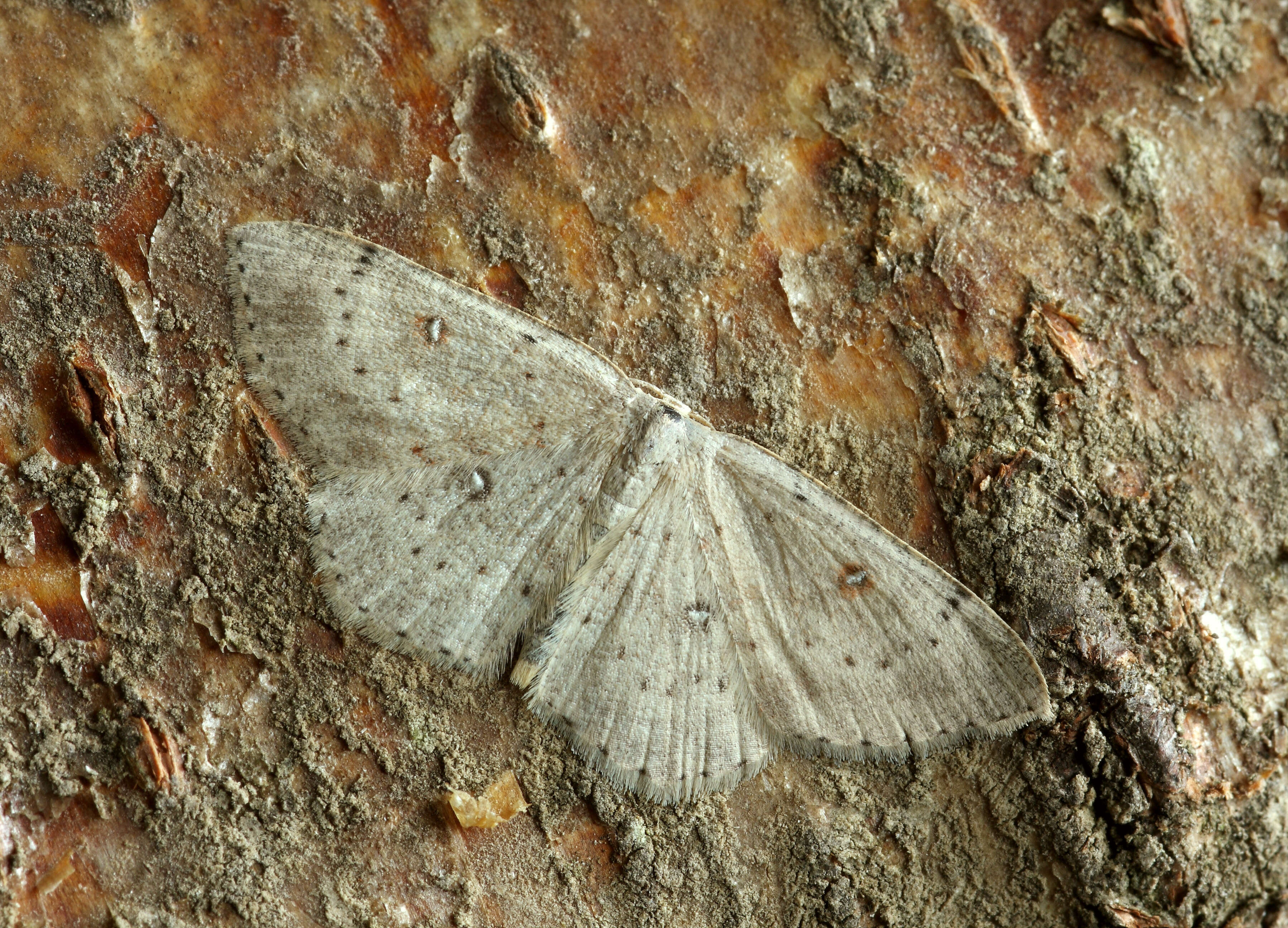 Image of birch mocha