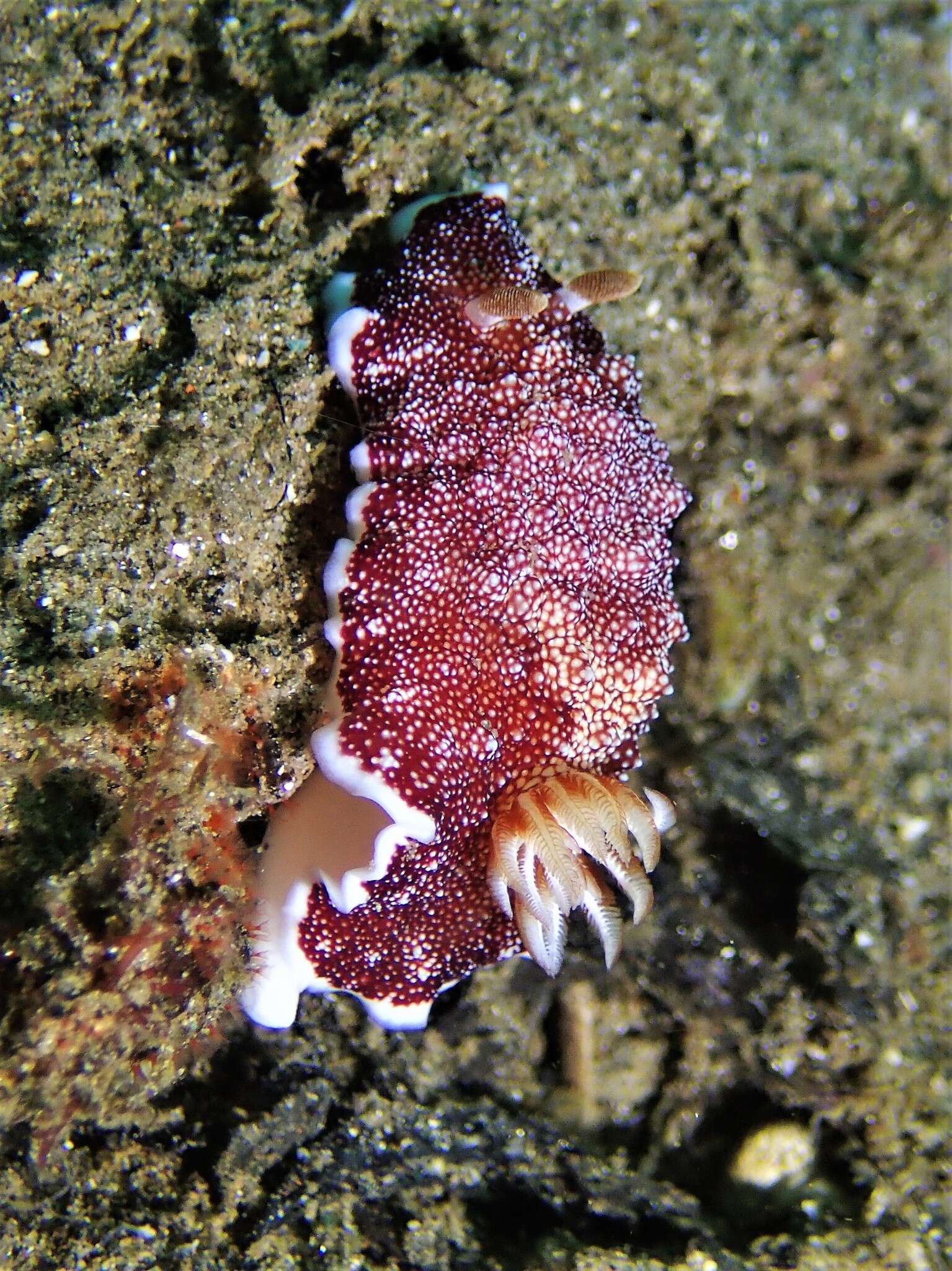 Image of Reticulated red slug