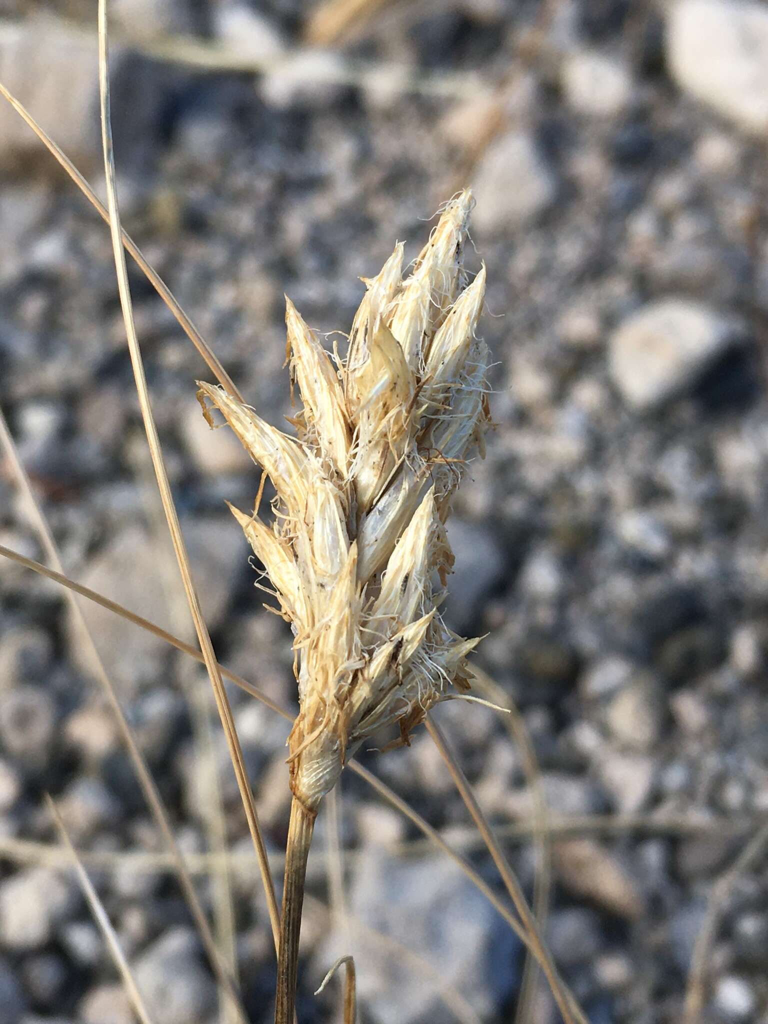 Image of Douglas' sedge