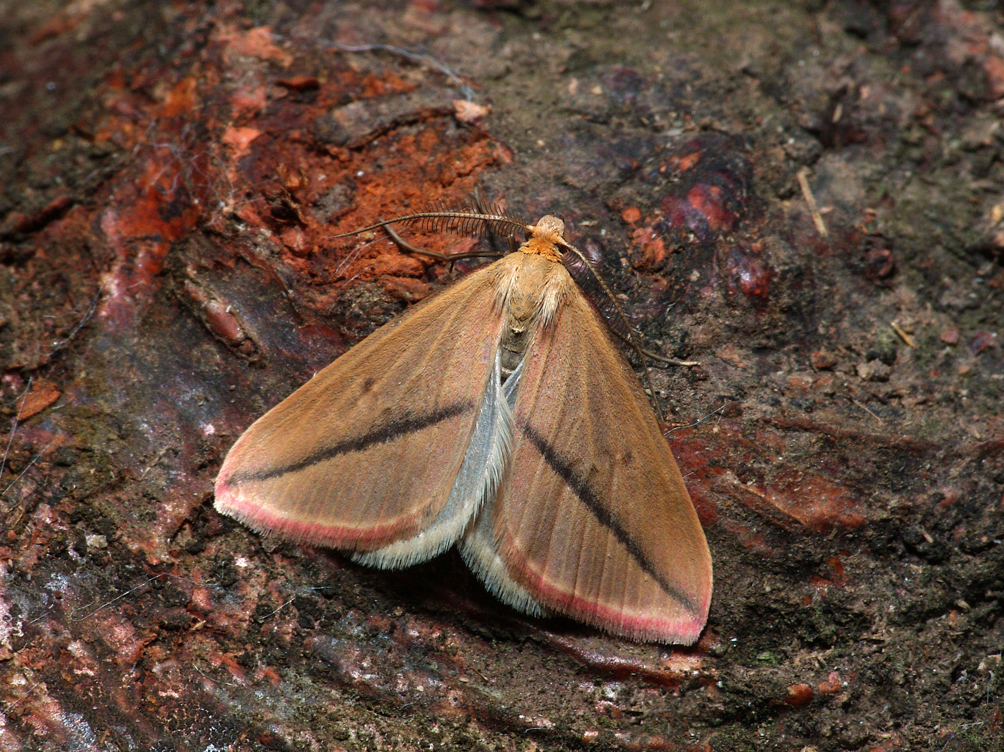 Слика од Rhodometra sacraria Linnaeus 1767