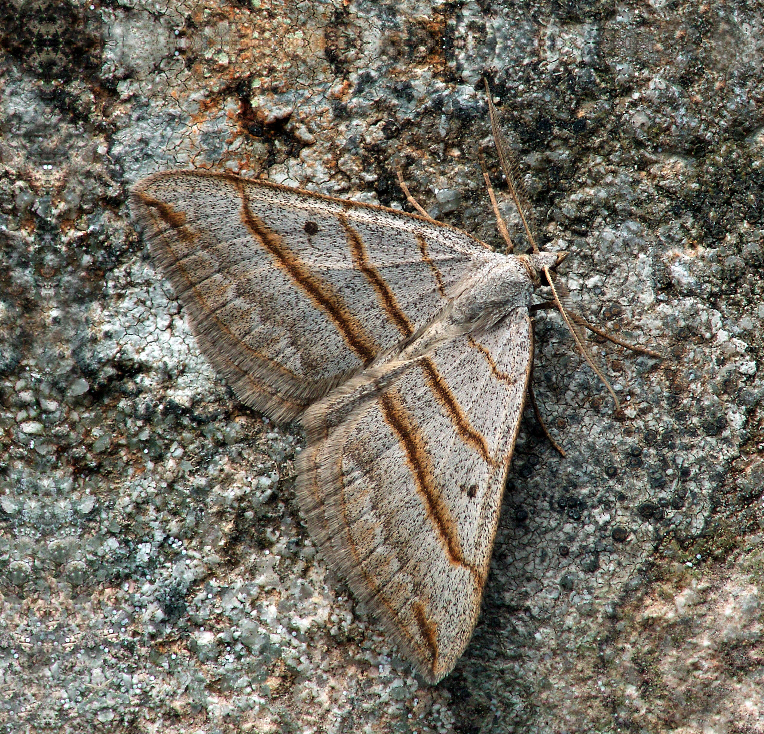 Image of Scotopteryx luridata