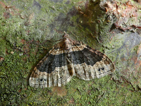 Image of dark-barred twin-spot carpet