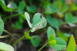 Image of Terauchiana (Terauchiana) singularis Matsumura 1915